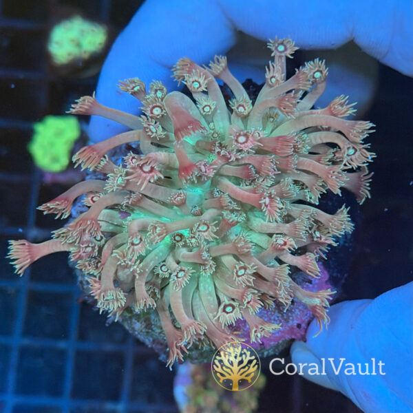 Large Strawberry Goniopora