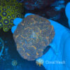 Orange-Centre Symphyllia Orange-Centre Symphyllia