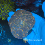Orange-Centre Symphyllia