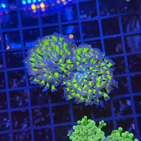 Ultra Hologram Hammer Coral – Double Head