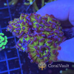 Rasta Hammer Coral – 4 Heads