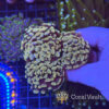 Gold Hammer Coral – Triple Head Gold Hammer Coral – Triple Head