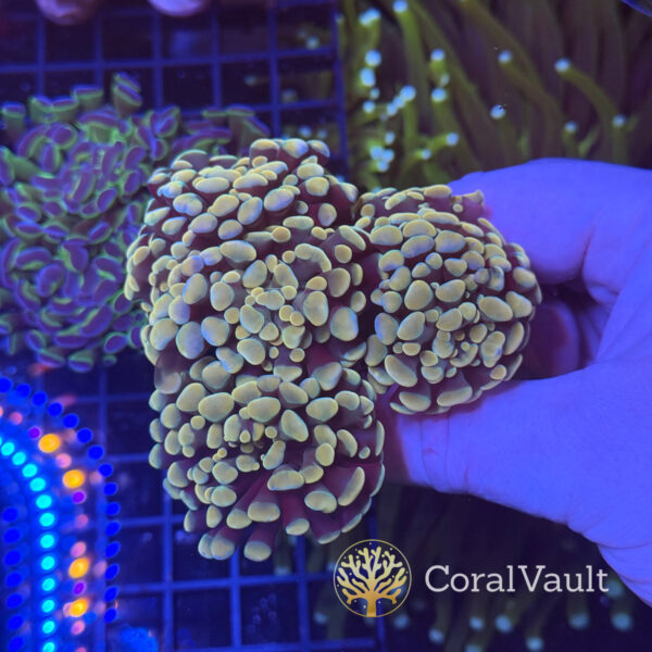 Gold Hammer Coral – Triple Head