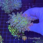 Ultra Green Mouth Frogspawn