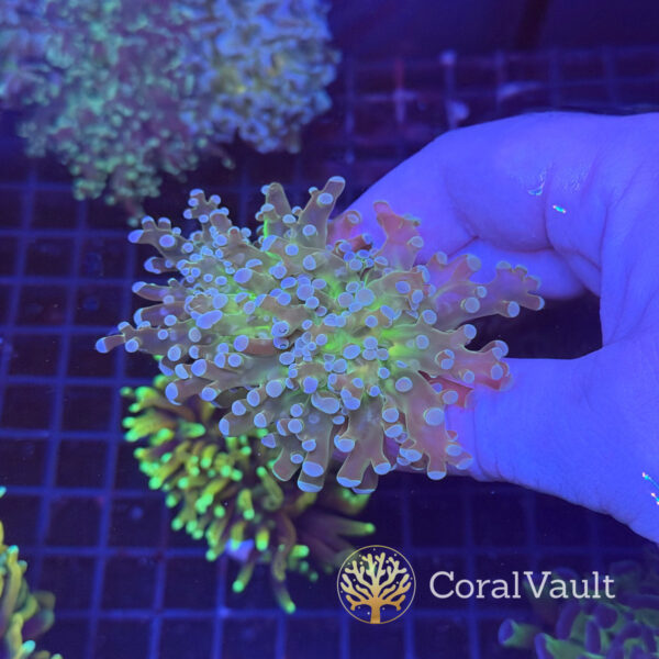 Ultra Green Mouth Frogspawn