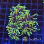 Ultra Hellfire Torch Coral – 3 Heads