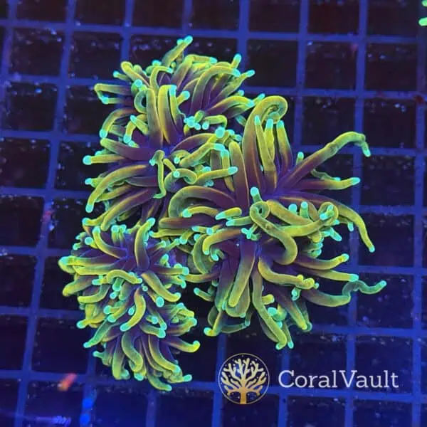 Ultra Hellfire Torch Coral – 3 Heads Ultra Hellfire Torch Coral – 3 Heads